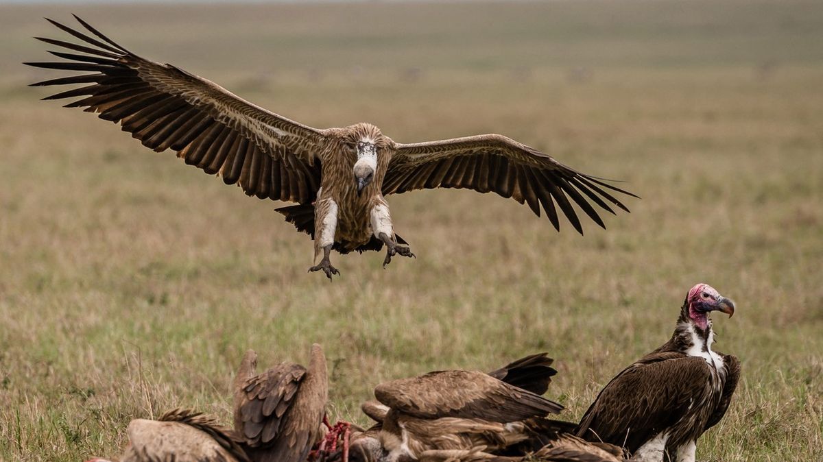 Fotky: Draví ptáci vymírají. Důsledky jsou devastující